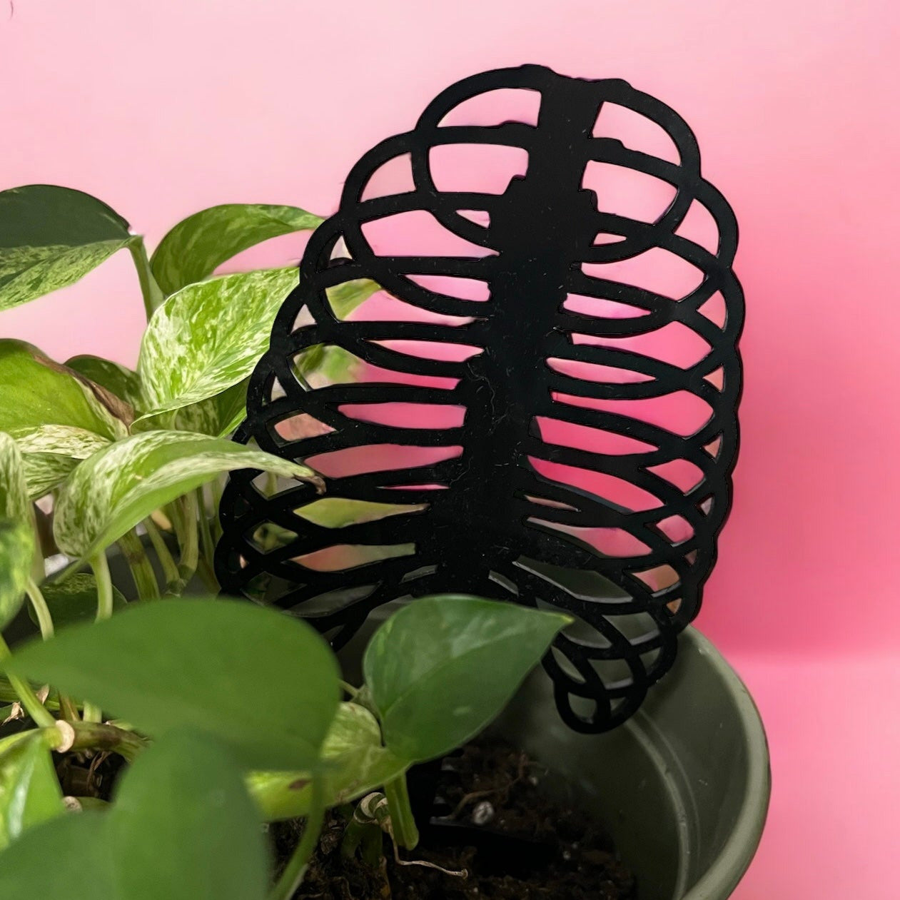 Skelly Rib Cage Plant Trellis